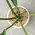 Yohsnor Monstera Plant Stem Support Set - 2.75x2.75 inches 5 Durable Fishbone