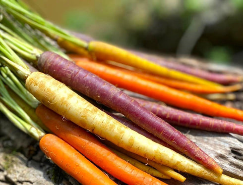 6 80 Carrot Mix of Colorful Varieties About Seeds for Planting