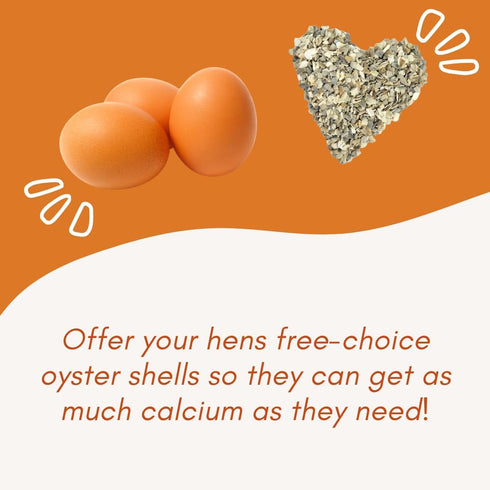 Revolutionary Chicken Oyster Shell Feeder for Chickens