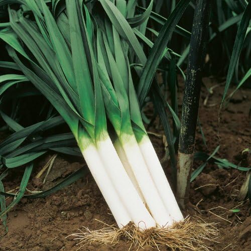 Generic 250 Large American Flag Leek Seeds for Planting Short Day Italian Heirloom