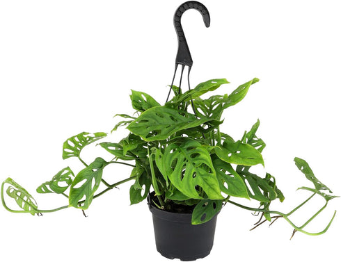 6" Swiss Cheese Plant Monstera Adansonii Live Plant Hanging Basket, Swiss Cheese