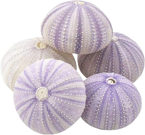 Nautical Crush Trading Sea Urchins Shells for Air Plants, 5 Purple (1.5-2.5") Hanging Holders, No Plants Included