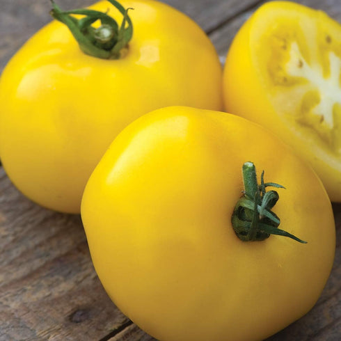 30 Burpee 'Sunny Boy' Hybrid, Yellow Beefsteak Slicing Tomato, Non-GMO Seeds