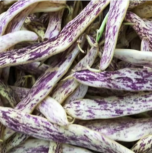 20 Dragon's Tongue Bush Bean Seeds - Large Bean Seeds - Marde Ross & Company