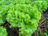 Grand Rapids TBR Lettuce Seeds (Lactuca Sativa) 1000+ Non-GMO & Heirloom Seeds