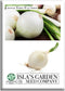 Crystal White Wax Onion Seeds (Allium cepa) 500+ Non-GMO Heirloom Seeds by