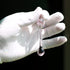 12pcs 53mm Raindrop Crystal Chandelier Prisms Parts, Hanging Crystals Beads for Chandeliers, Home Decoration (Pink)