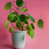 2Pack Indoor Plant Trellis Metal Wire Garden Trellis Small Climbing Leaf Shape Trellis for Garden Potted Plant