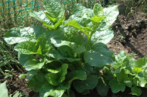 Malabar Spinach Delicious(50 Mixed -Fresh Seeds- Both Varieties RED & Green - Seeds)