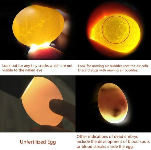 Powerful Professional LED Light Egg Candler Incubator Stainless Steel Tester for All Egg Type, Ultra Bright, Powered