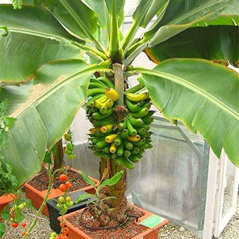 KIRA SEEDS Seeds Banana Tree - Ornamental Annual Flowers for Planting - GMO Free