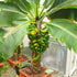 KIRA SEEDS Seeds Banana Tree - Ornamental Annual Flowers for Planting - GMO Free
