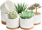 ZOUTOG 4 Inch Ceramic Plant Pot, Pack of 6 White Succulent Pots with Drainage Hole & Bamboo Tray for Home, Office Decor
