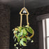 Generic Funny Flower Pots Plant Hanger, Mr. Morningwood, Versatile Plant Hanger & Pot,