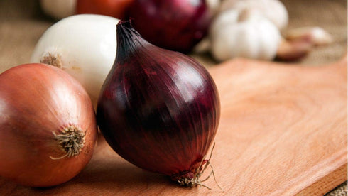 200 Multicolor Onion Seed Mx for Planting About Seeds