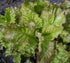 1000+ Packet, 85% Prizehead Lettuce Seeds for Planting, Heirloom Seeds Per (Isla's Garden Seeds), Non GMO Seeds