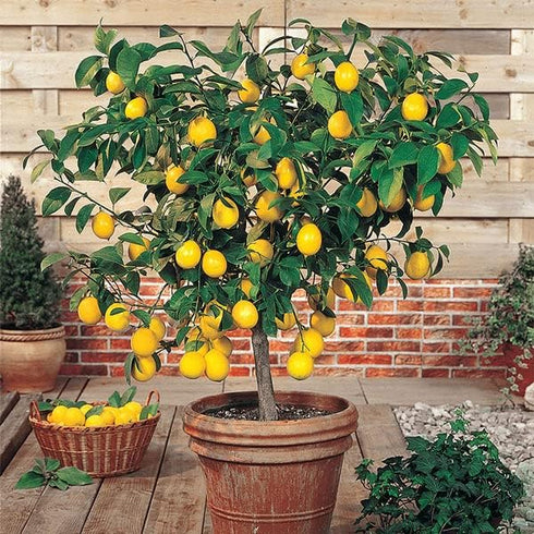 4 Gardenera's Premium Lemon Tree Soil Mix - Perfect Drainage and Nutrient Retention for Citrus Limon Trees - Quart