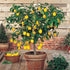 4 Gardenera's Premium Lemon Tree Soil Mix - Perfect Drainage and Nutrient Retention for Citrus Limon Trees - Quart