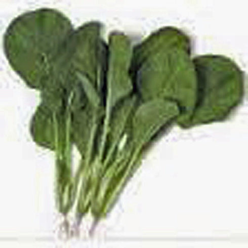 25+ Mustard Greens Seed, Tendergreen, Heirloom, Non GMO, Seeds, Green