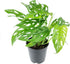 (4" Monstera Adansonii 'Swiss Cheese' Minimalist Pot w. Saucer) - Air-Purifying Houseplant with White Flowers - Live