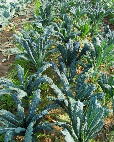 Seed Kingdom 30,000 Kale Lacinato (AKA Dinosaur or Tuscan) Great Heirloom Vegetable Seeds