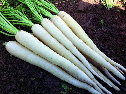 Liliana's Garden White Carrot Lunar White - Sweet Carrots in 60 Days | USA