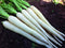 Liliana's Garden White Carrot Lunar White - Sweet Carrots in 60 Days | USA