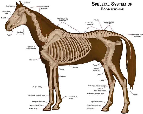 Wee Blue Coo Animals Skeleton Bones Horse Anatomy Unframed Wall Art Print, Premium Home Decor