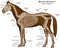 Wee Blue Coo Animals Skeleton Bones Horse Anatomy Unframed Wall Art Print, Premium Home Decor