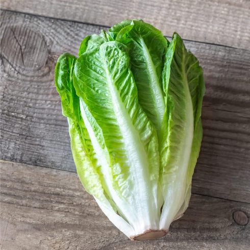 Lindsay Seed Romaine Lettuce Seeds (Parris White Cos) (2300 Seeds)