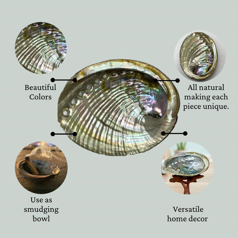 1 Abalone Shell 4 to 5 Inches | All Natural Smudge Bowl for Smudge Sticks, Incense, and Sage Smudge Kit. JC-011