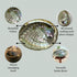 1 Abalone Shell 4 to 5 Inches | All Natural Smudge Bowl for Smudge Sticks, Incense, and Sage Smudge Kit. JC-011