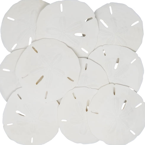 Tumbler Home White Sand Dollars, 10pcs, 3"-3.5" - Wedding Seashell Craft Sandollars