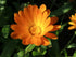 Set 12 Medicinal Herb and Flower - Varieties of Non-GMO & Heirloom Flowers and Herbs - Basil, Cilantro, Calendula