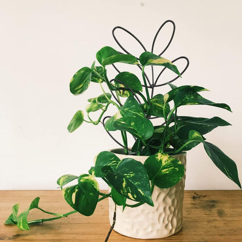 2Pack Indoor Plant Trellis Metal Wire Garden Trellis Small Climbing Leaf Shape Trellis for Garden Potted Plant