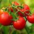 4 Pack, Bonnie PLANTS Husky Cherry Red Tomato Live Vegetable Plants - Non-GMO, Bite Sized, Disease Resistant