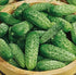 CEMEHA SEEDS F1 Cucumber Indoors Vine Self-pollinated Vegetable Organic Non-GMO