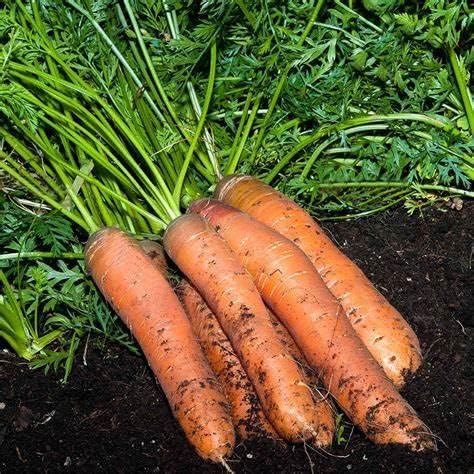 Generic 16,000 28+ Scarlet Nantes Carrot Seeds for Planting Heirloom Non-GMO Grams Garden Vegetable Bulk Survival