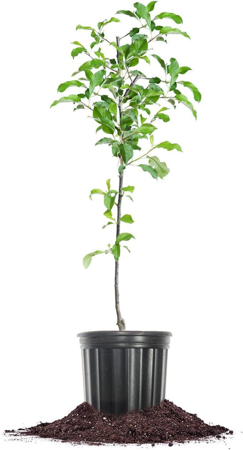 Perfect Plants Gala Apple Tree 1 Gallon | Live Fruit Trees for