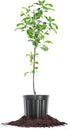 Perfect Plants Gala Apple Tree 1 Gallon | Live Fruit Trees for