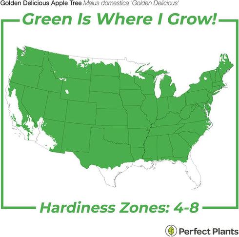 1 Perfect Plants Golden Delicious Apple Tree Gallon | Live Fruit Trees for Outdoor Planting | Self Fertile & Easy