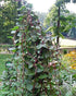 Harley Seeds 30 Malabar Red Stem Spinach Seeds Herb Heirloom Non-GMO Phooi Leaf, Red Vine, Alugbati, Vietnamese, from