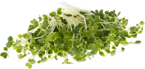 Rainbow Heirloom Seed Co. 1 LB Mellow Microgreen Salad Mix | Contains Purple Kohlrabi, Tendergreen, Turnip & Broccoli