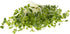Rainbow Heirloom Seed Co. 1 LB Mellow Microgreen Salad Mix | Contains Purple Kohlrabi, Tendergreen, Turnip & Broccoli