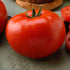 KIRA SEEDS Seeds Red Giant Beefsteak Tomato - Heirloom Vegetable - GMO Free