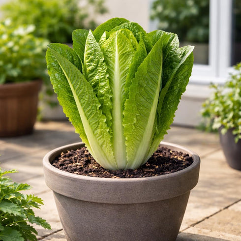 Sunutri Seeds Parris Island Romaine Lettuce Seeds Crisp Upright Heads, Heat-Tolerant Heirloom Variety for Home Gardens