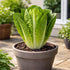 Sunutri Seeds Parris Island Romaine Lettuce Seeds Crisp Upright Heads, Heat-Tolerant Heirloom Variety for Home Gardens