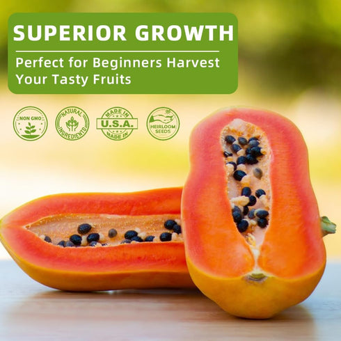 Ficoszo 300+ 4 Packaged Mix Heirloom Fruit Seeds Kiwi Fig Papaya Orange Seeds Varieties Individually for Home Garden