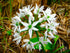 40 Wild Garlic Ramsons Buckrams Wild Onion Non-GMO Seeds for Planting