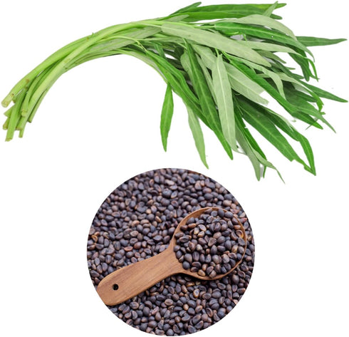 Chickco 600+ Premium Kangkong Seeds - Ong Choy - Rau Muong - Kong